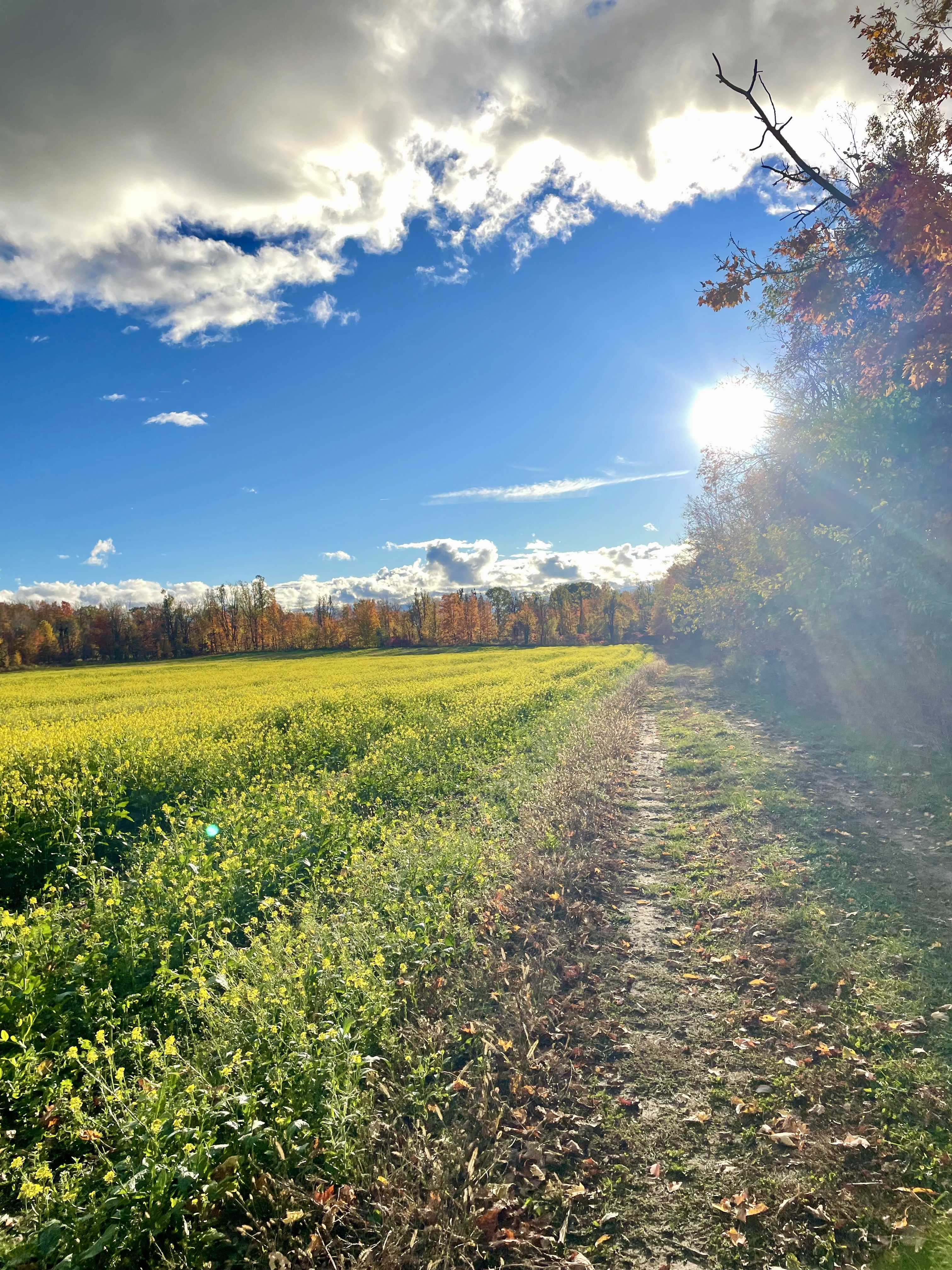 Fields at Hammock Hills