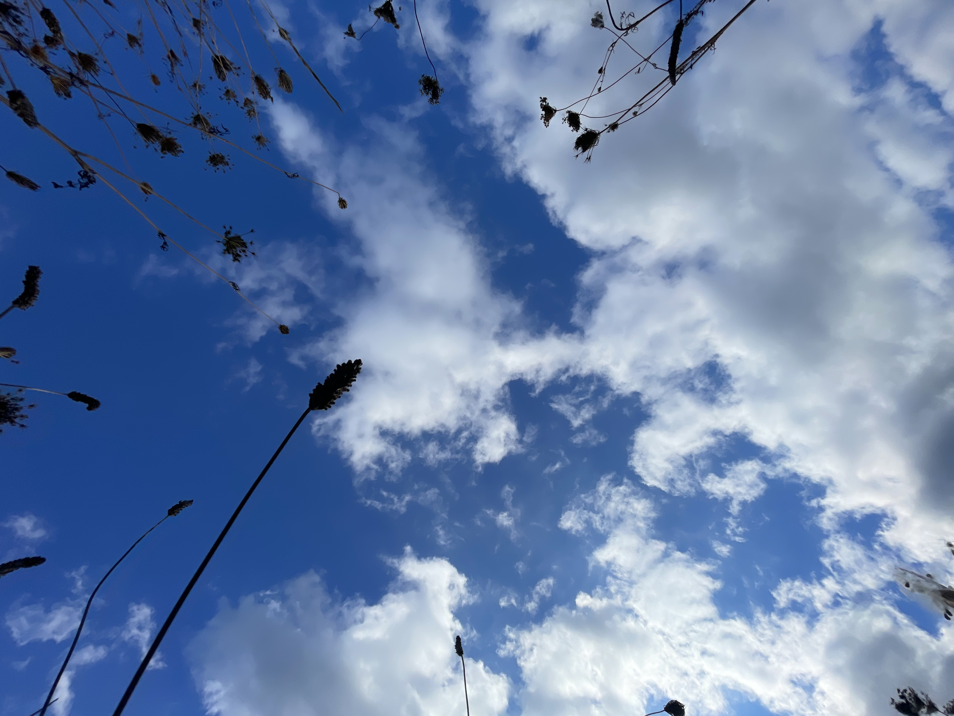 Sky through the meadow at Hammock Hills